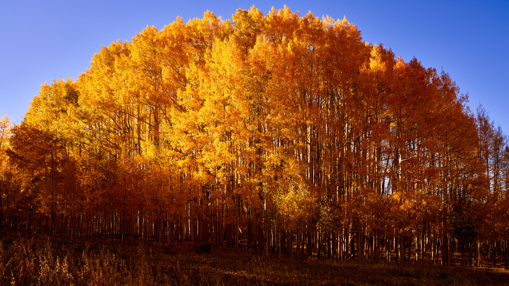 Aspen Grove